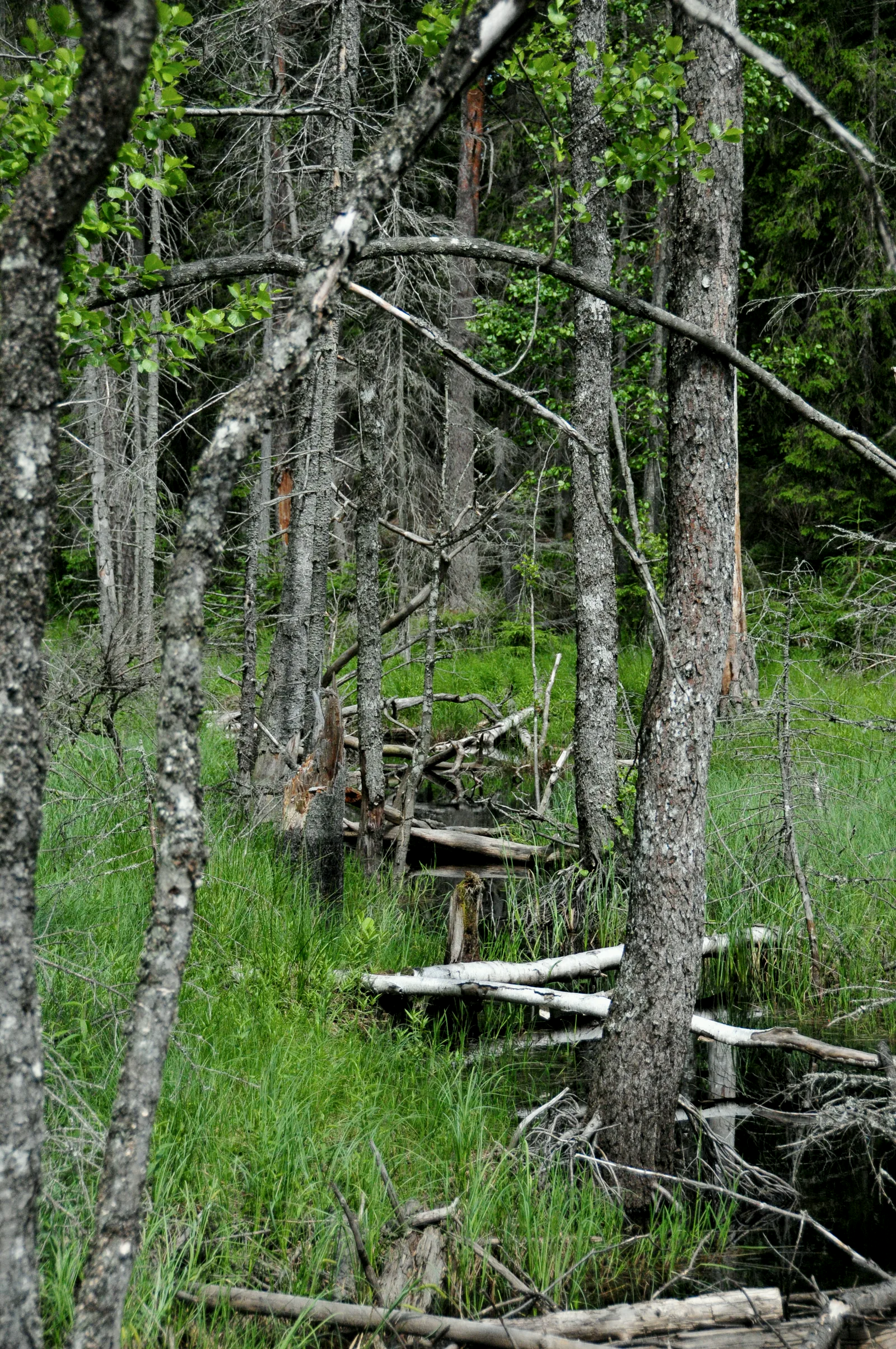 Tät boreal barrskog